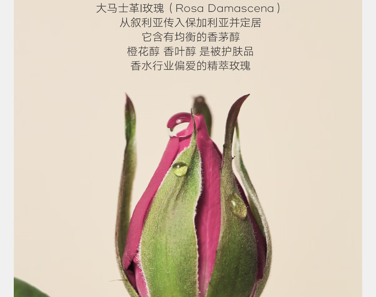雏菊的天空大马士革玫瑰纯露保加利亚玫瑰补水保湿湿敷水1L装新年礼物