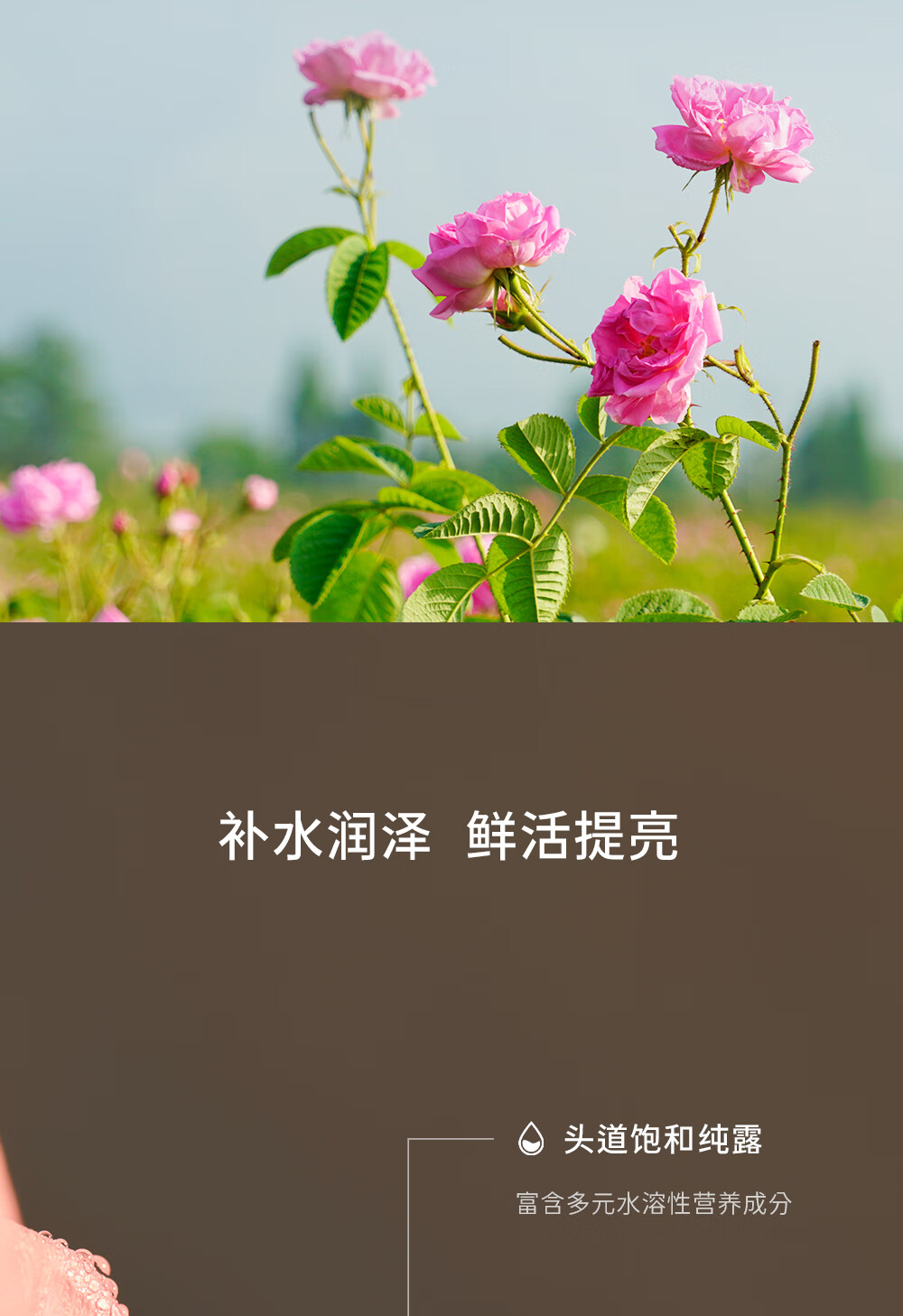 Dr.Wong大马士革玫瑰纯露香气馥郁愉悦提亮肌肤补水爽肤保湿 300ml