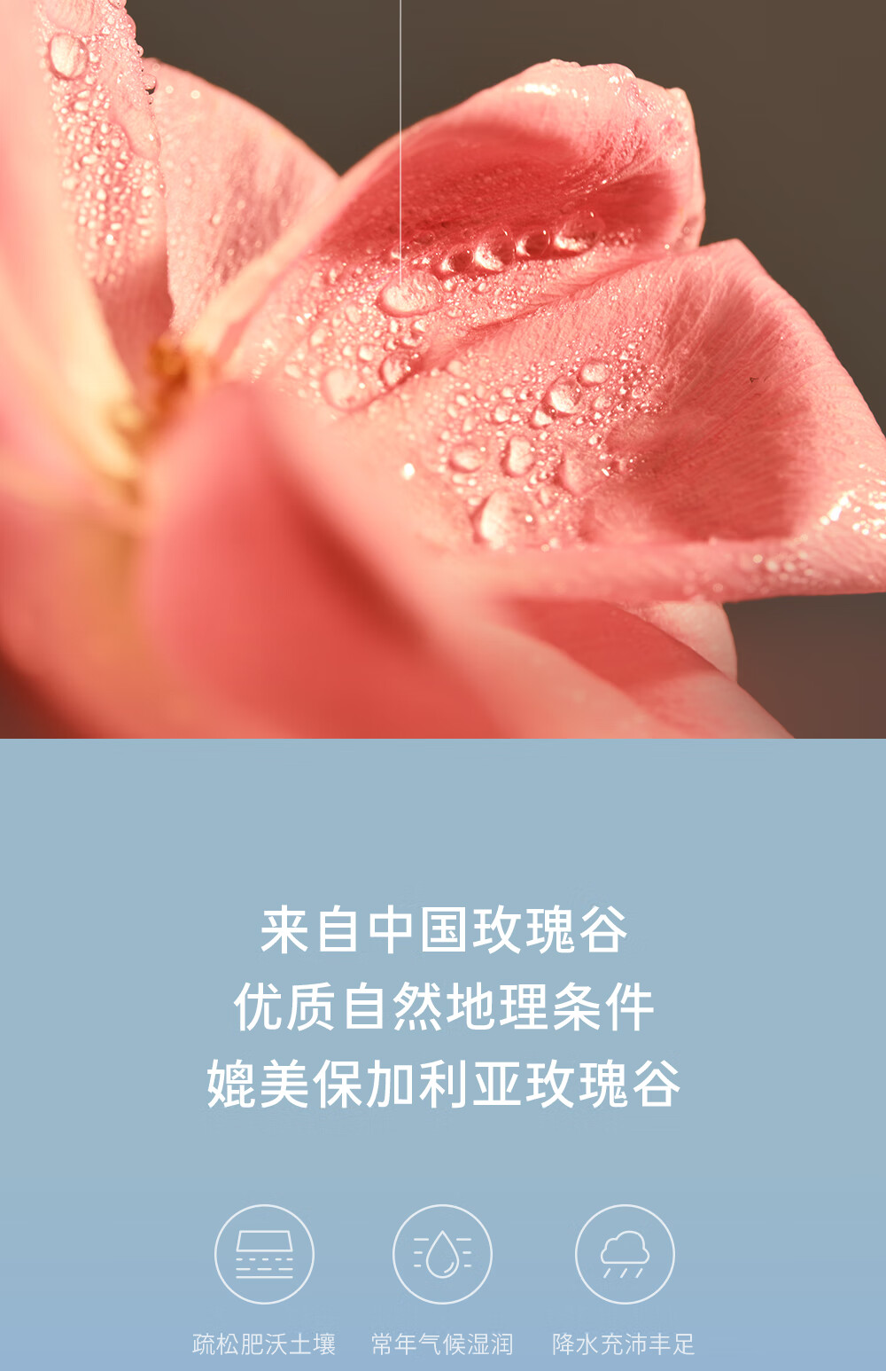 Dr.Wong大马士革玫瑰纯露香气馥郁愉悦提亮肌肤补水爽肤保湿 300ml