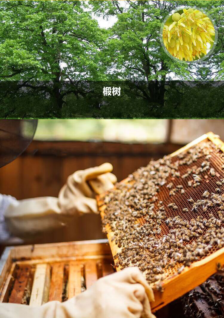 东北黑蜂椴树雪蜜1000新老包装交替发货_08.jpg