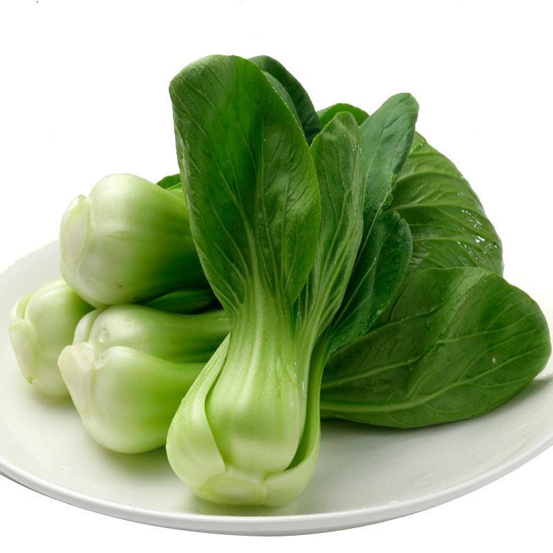 超乐小青 青梗菜种子 小油菜种子 颜色绿 口感好 易栽培 生长速度快