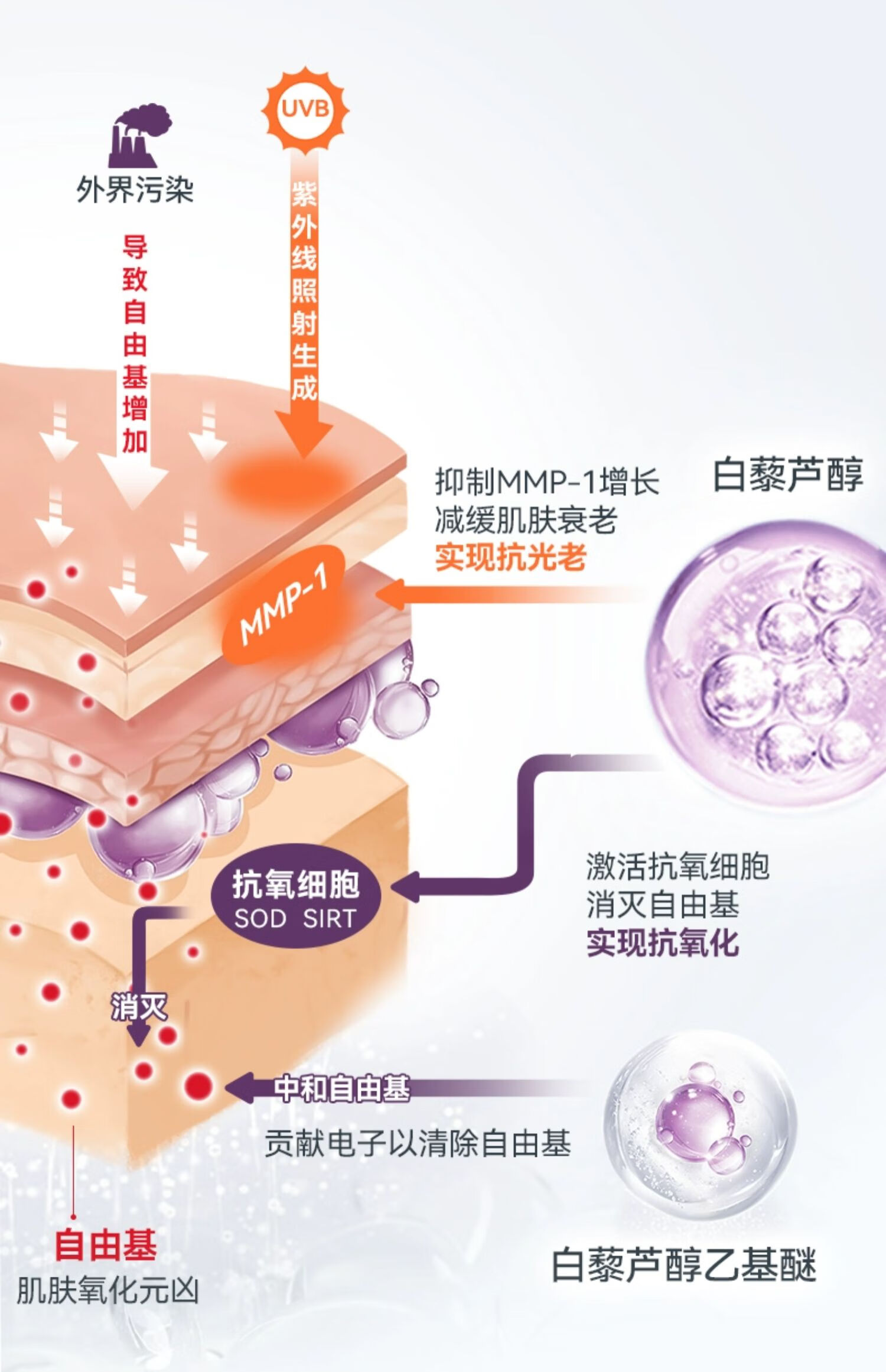 sesderma白藜芦醇精华液30ml 提亮肤色舒缓呵护改善暗沉补水保湿