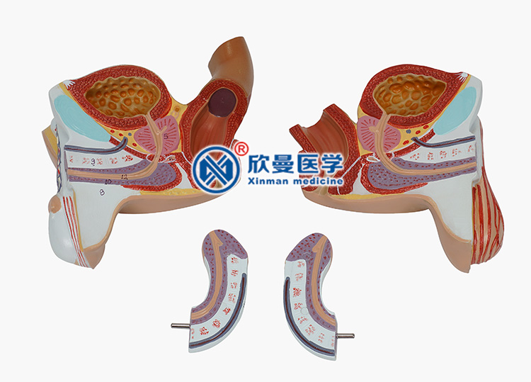 泌尿系统模型男女性生殖器官结构模型内外生殖器模型子宫卵巢解剖放大