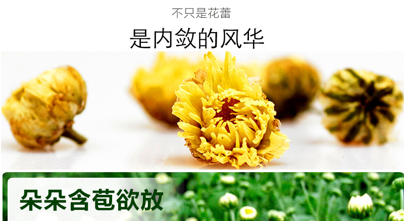 胎菊_03.jpg