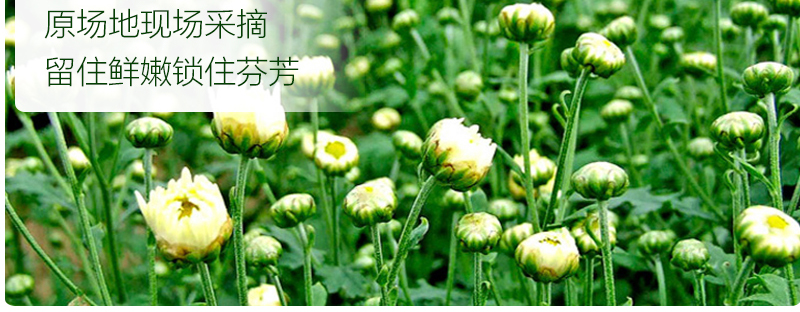 胎菊_04.jpg