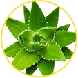 【京东超市】洁尔阴草本洗液360ml三联包-京东