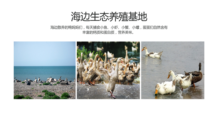 海咸鸭蛋10枚 08.jpg 海咸鸭蛋10枚 08.jpg