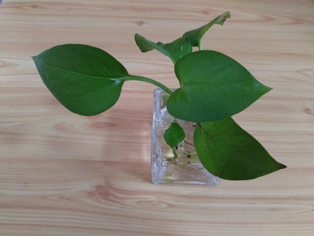 坚果手机青年人手机的上上品 坚果手机青年人手机的上上品