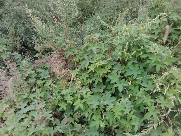 坚果手机青年人手机的上上品 坚果手机青年人手机的上上品