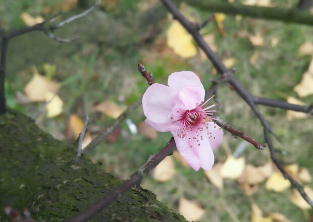 OPPOR7s能够满足你众多期待