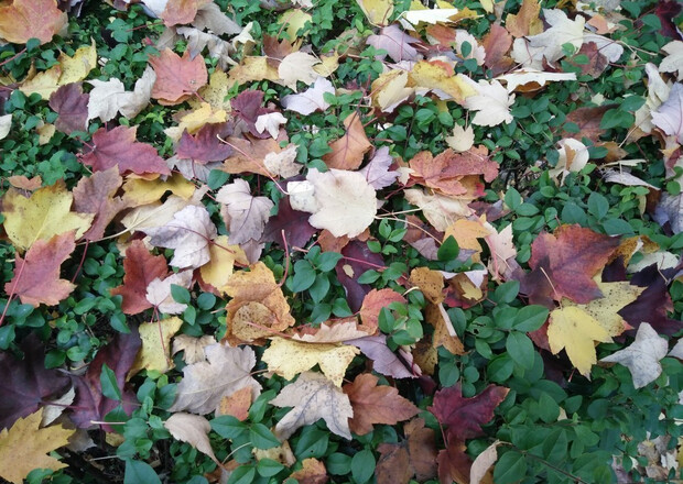 OPPOR7s能够满足你众多期待