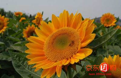 东方绿舟门票+辰山植物园 团购 - 京东团购上海