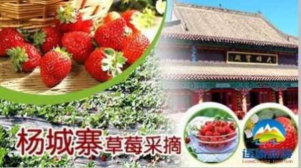 城旅游】仅售55元,价值98元杨城寨草莓采摘1