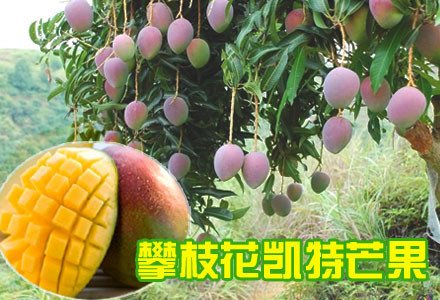 芒果家族中的至尊名品-凯特芒果!仅118元,享原