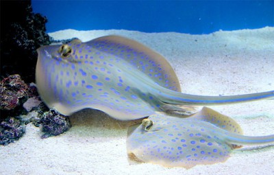 富国海底世界海洋水族馆通