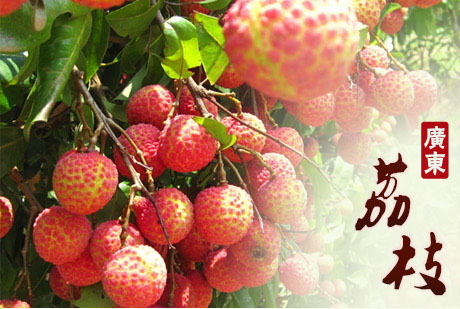 广东白腊荔枝一箱 - 京品惠全国站