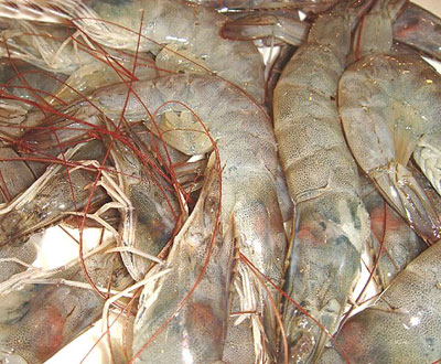 营口鲅鱼圈春华海鲜自助餐 - 京品惠济南站