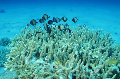 228元中探潜水名仕体验 - 京品惠青岛站