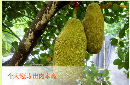 菠萝蜜1个 - 京品惠全国站