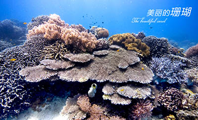 三亚西岛门票1张 团购 - 京东团购全国站