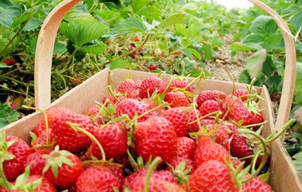 快乐时光旅行社五玄采摘园草莓采摘+柏林禅寺