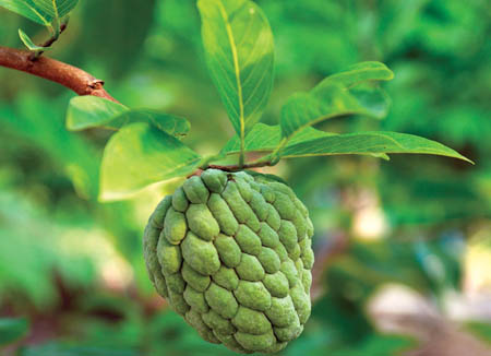 番荔枝1斤 - 京品惠天津站