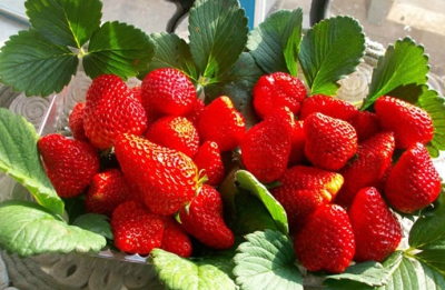 58元友乐草莓园采摘