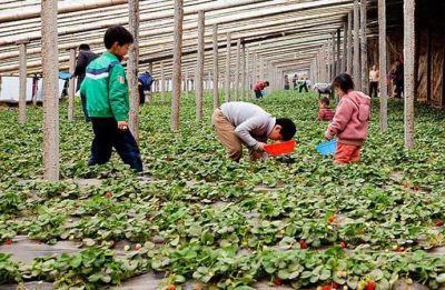 58元友乐草莓园采摘 - 京品惠太原站