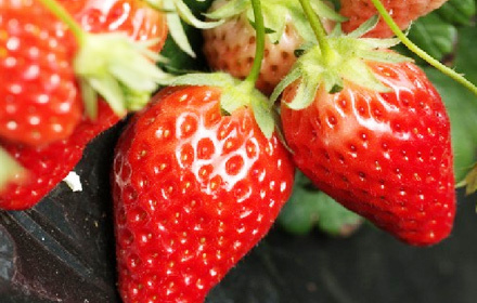 金盛强农庄草莓采摘1斤,赠送1斤芹菜,节假日通