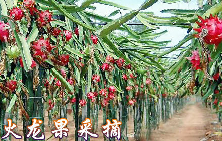 博翼有机农场采摘门票1张,另赠送1斤火龙果!上