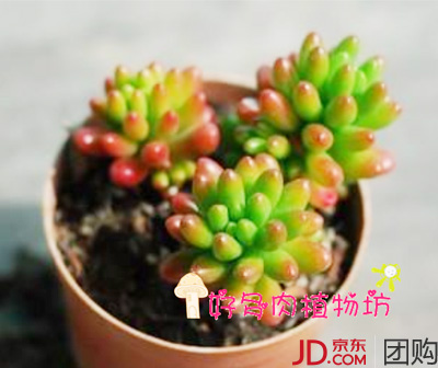 多肉植物塑料盆装 - 京品惠天津站