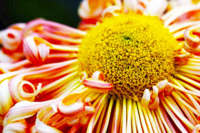 北京花乡世界花卉大观园( - 京品惠团购