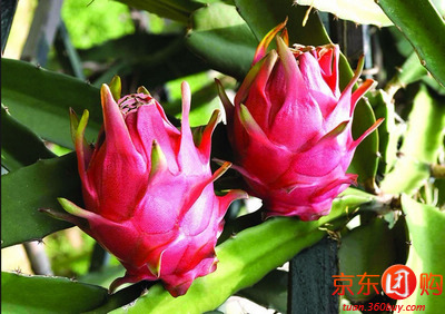 越南红心火龙果5斤装 - 北京团购网|京东团购