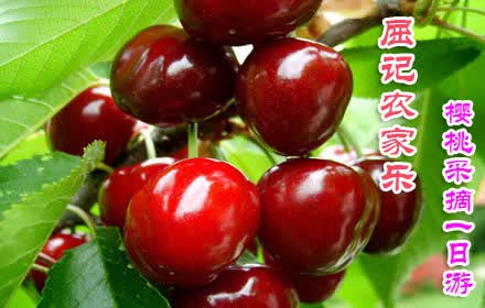 仅85元，乐享价值128元屈记农家乐樱桃采摘一日游！新鲜樱桃免费品尝+门票1张+免费农家乐午餐+赠送大红灯樱桃1斤+赠绿豆汤1杯等超值优惠！小吃主食尽饱吃！品尝鲜果之美，体验采摘之乐！