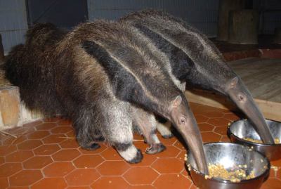 动物园合家欢套票1份 - 深圳团购网|京东团购