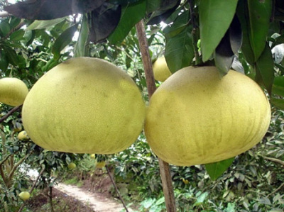 渝之旅东泉一日游 - 重庆团购网|京东团购