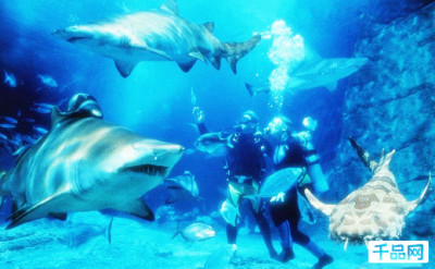 90元多乐米长风公园海洋 - 上海团购网|京东团