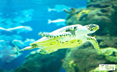 90元多乐米长风公园海洋 - 上海团购网|京东团