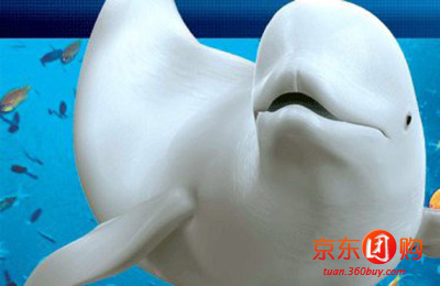 上海杜莎夫人蜡像馆、长风 - 上海酒店团购|京东