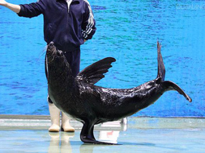 曲江海洋馆夜场票 - 西安团购网|京东团购