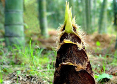 渝之旅金佛山一日游 - 重庆团购网|京东团购