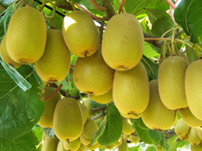 农产品黄心猕猴桃1箱 - 苏州团购网|京东团购