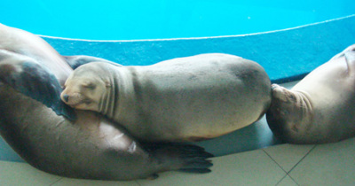 长风公园海洋世界家庭套票 - 上海团购网|京东团