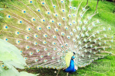 上海野生动物园一日游 - 南通团购网|京东团购