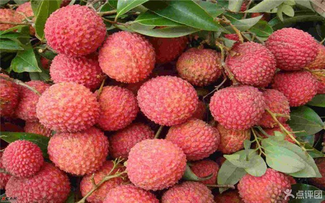 深英荔枝黄皮采摘园 团购