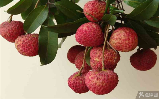 深英荔枝黄皮采摘园 团购