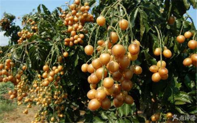 深英荔枝黄皮采摘园 团购