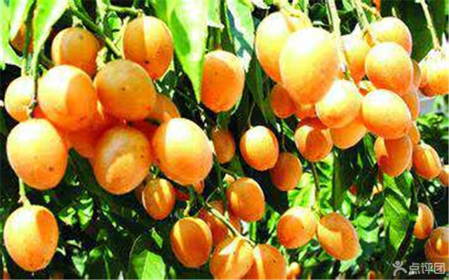 深英荔枝黄皮采摘园 团购