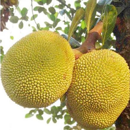 泰国菠萝蜜20斤 - 京品惠全国站