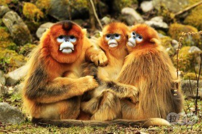 楼观台45元游玩套票 团购 - 京东团购西安站